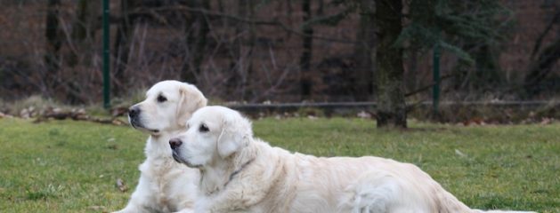 Our Dogs