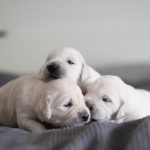 Mystiala puppies
